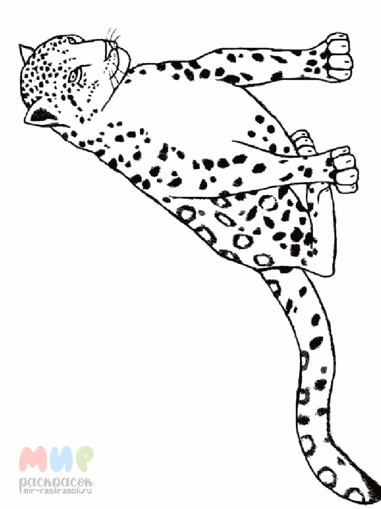 Раскраски из категории Леопард