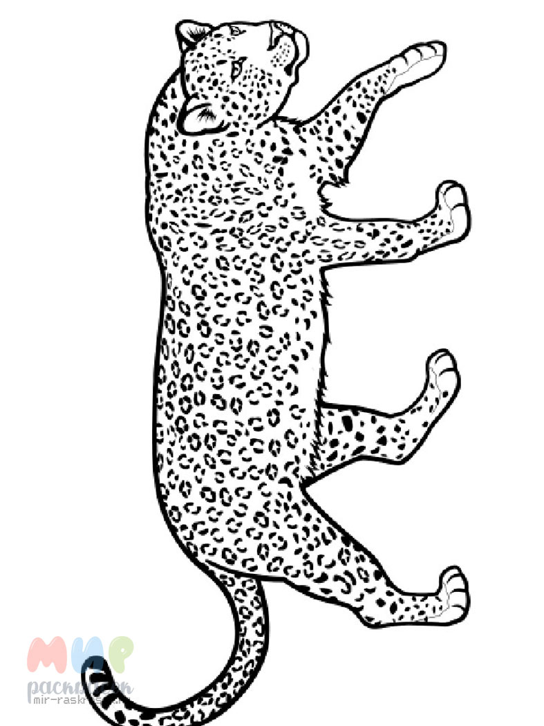 Раскраска Леопард Скачать И Распечатать