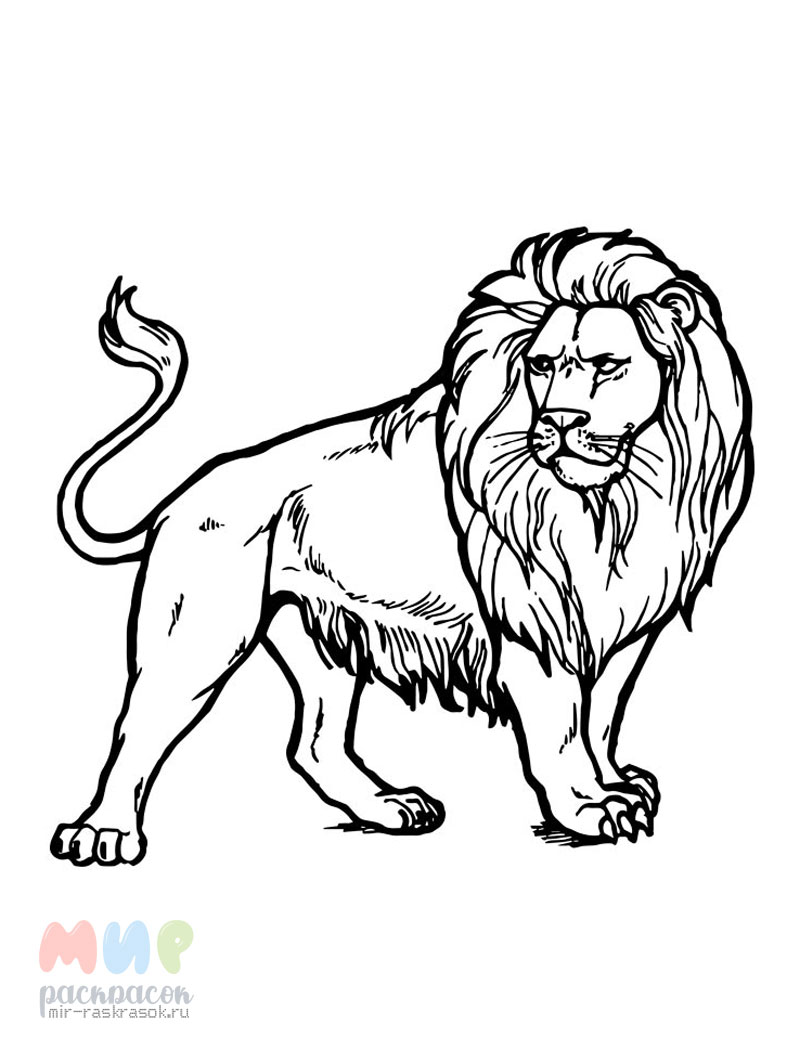 Векторы по запросу Раскраска лев