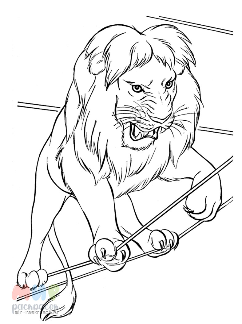 Лев в цирке раскраска