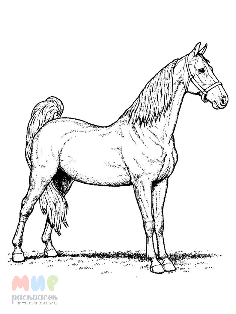 Лошадка раскраска - конь Крутогрив Прогулочный, заготовка игрушка