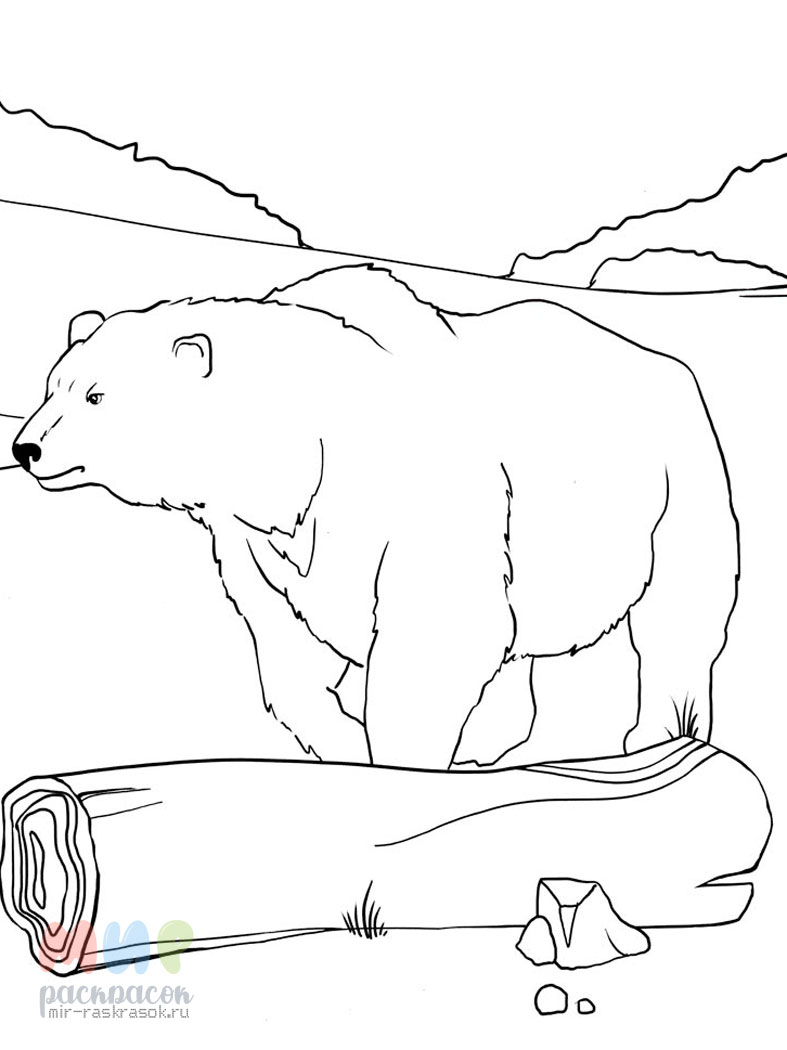 Медведь рисунок раскраска - 48 фото