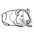 Картинка раскраски 6 - Раскраска Морская свинка полосатая спинка.