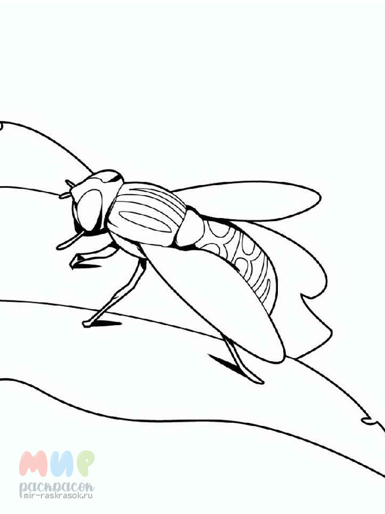 Картинки раскраски муха цокотуха из сказки (47 фото)