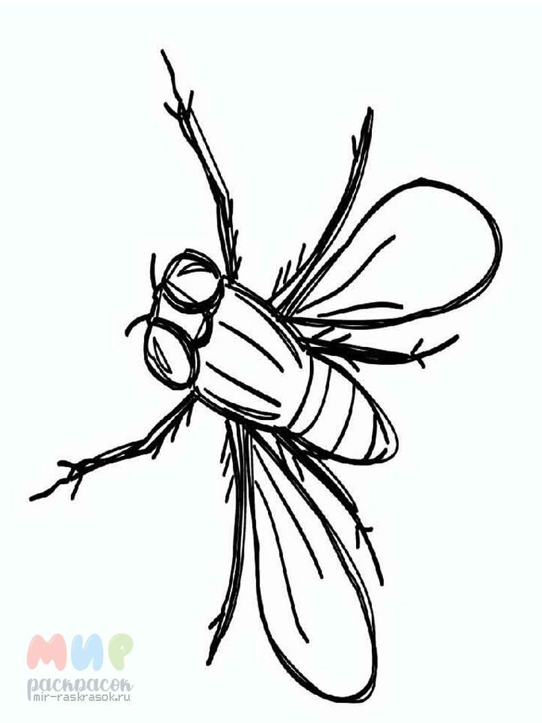 Раскраски картинки для всех возростов муха