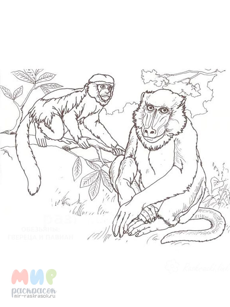 Раскраска (обезьяна)