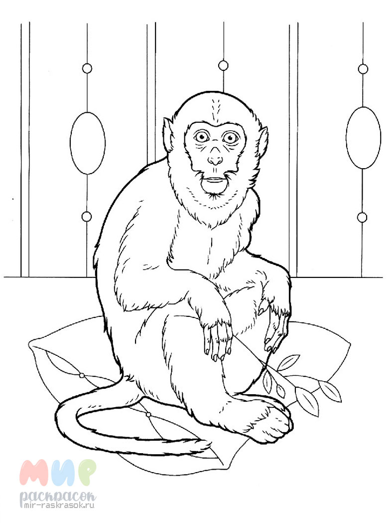 Раскраски картинки для всех возростов обезьяна
