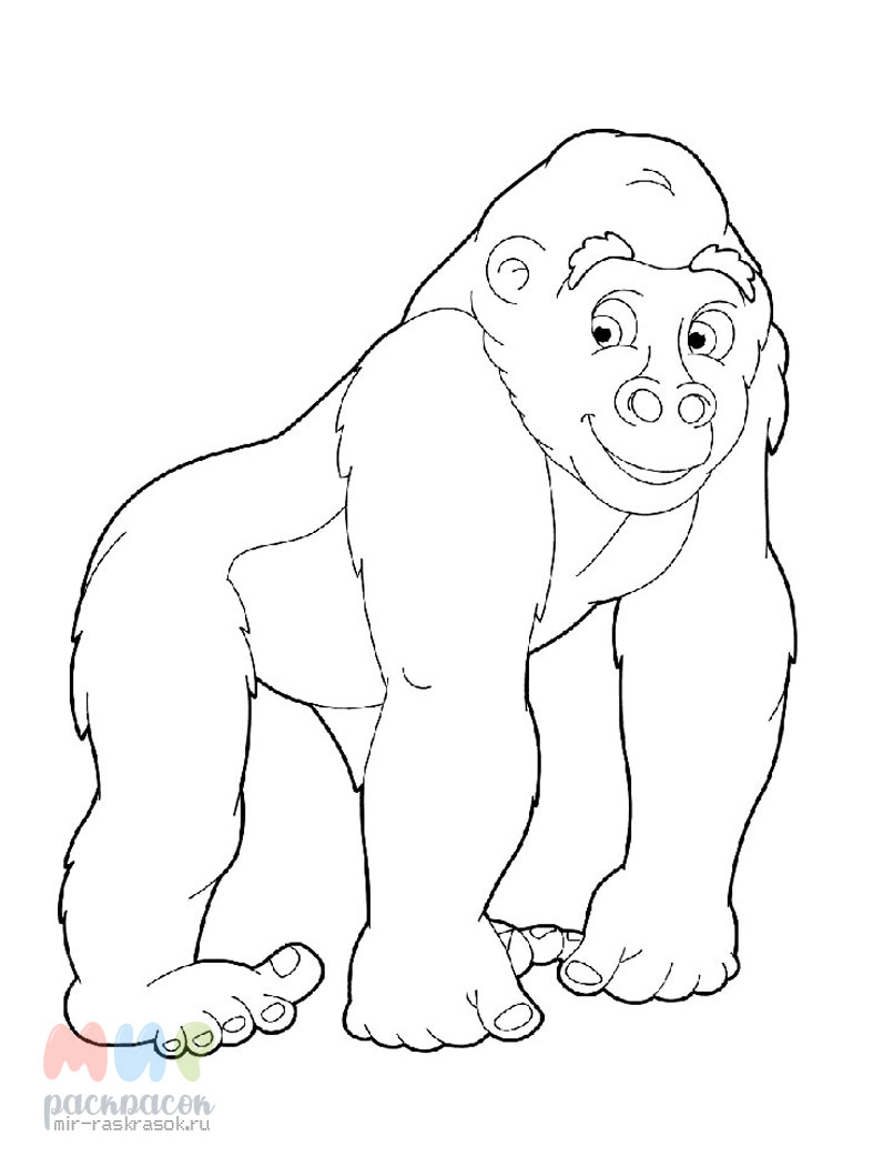 Раскраска обезьяна – Развивающие иллюстрации