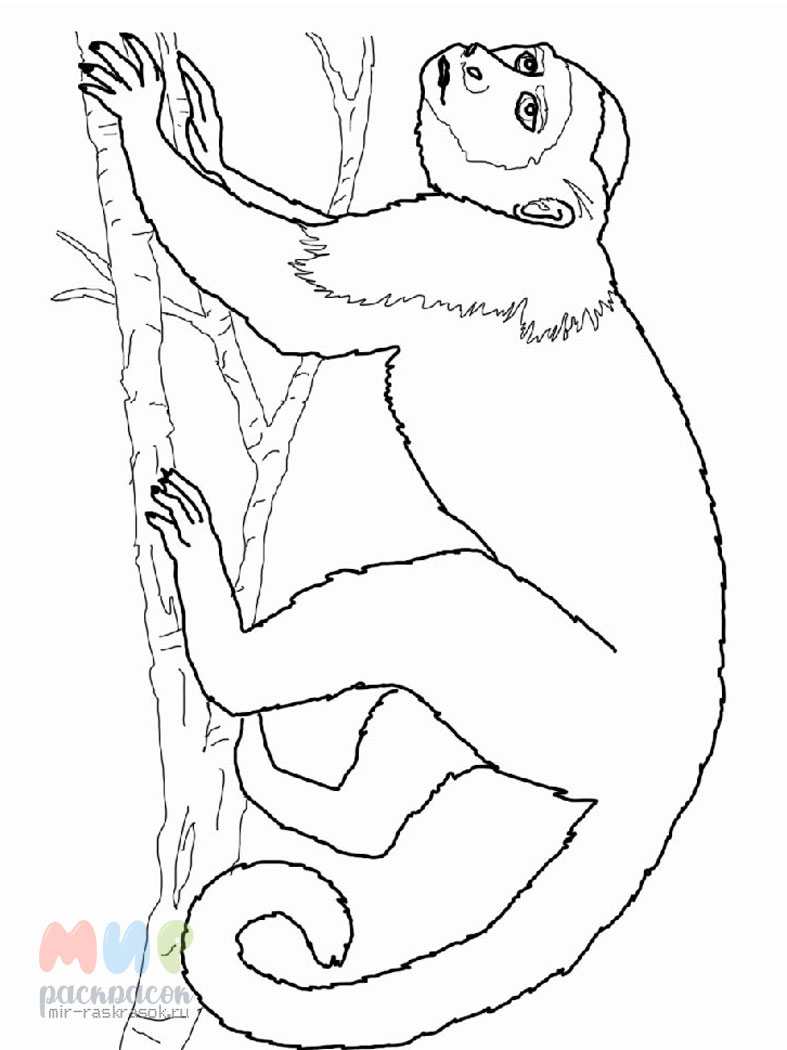 Рисунок обезьянка раскраска для детей (46 фото) » рисунки для срисовки на sunnyhair.ru