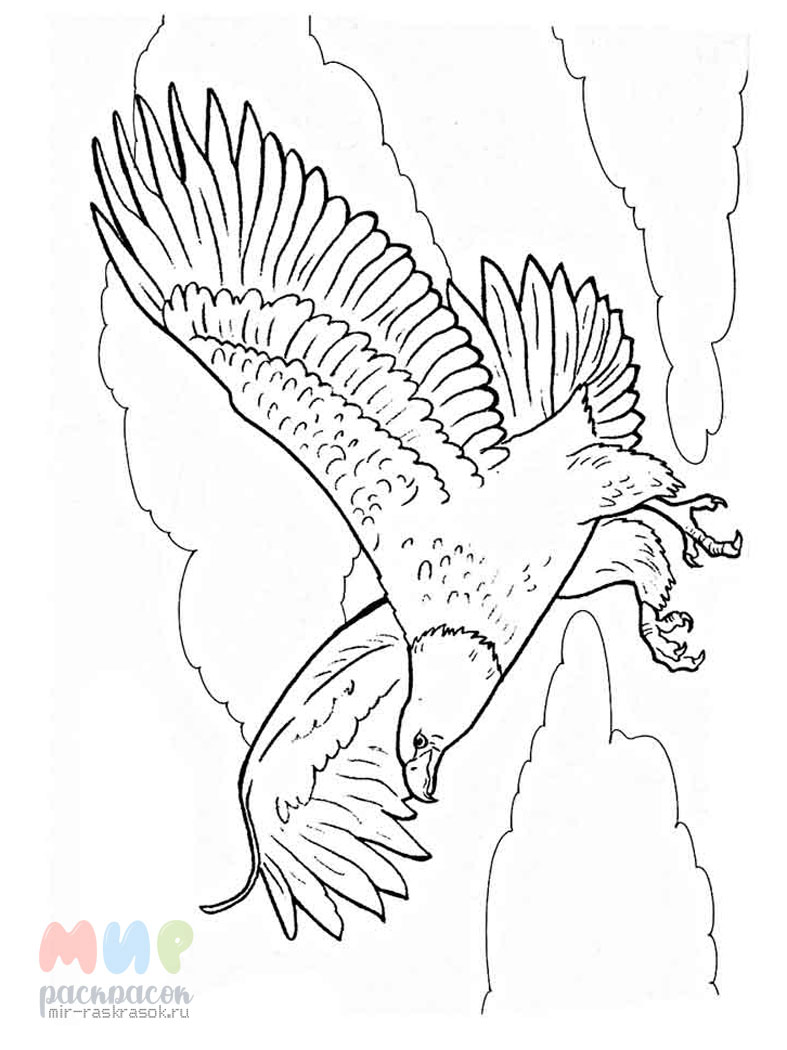 Раскраска орел животное для детей