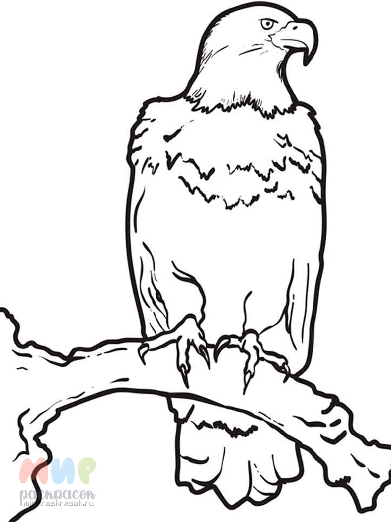 Раскраска Орел (сложно) – Развивающие иллюстрации