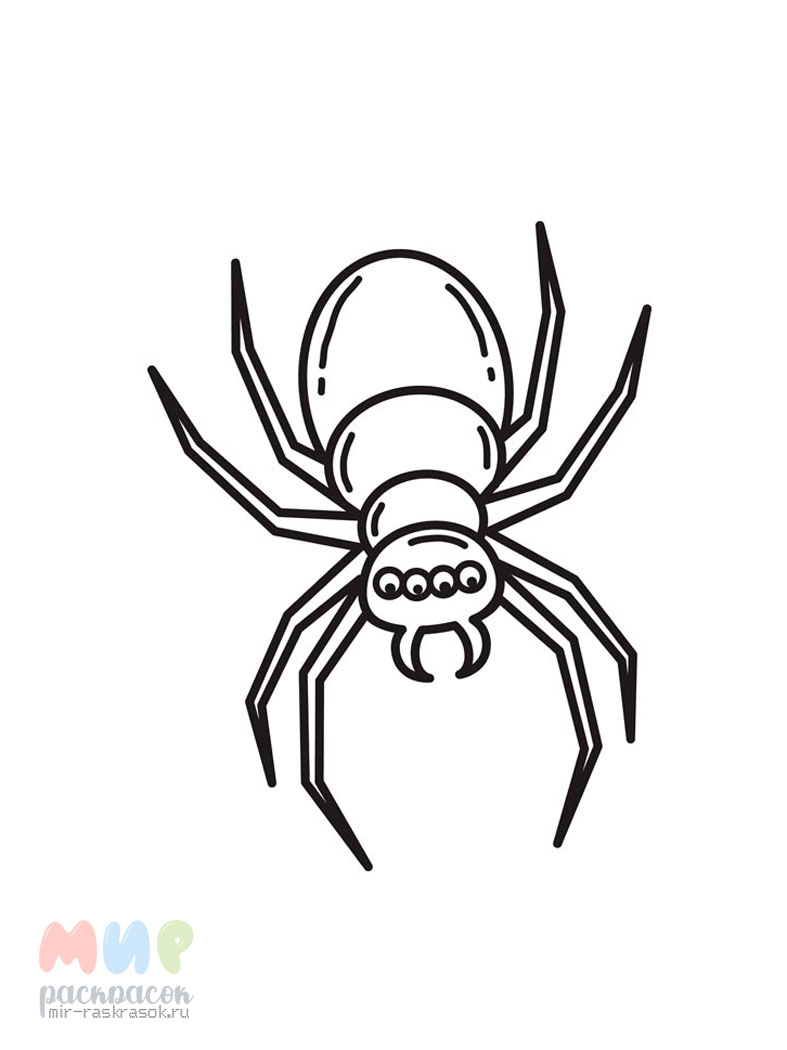 Раскраска паук (13 разукрашек)