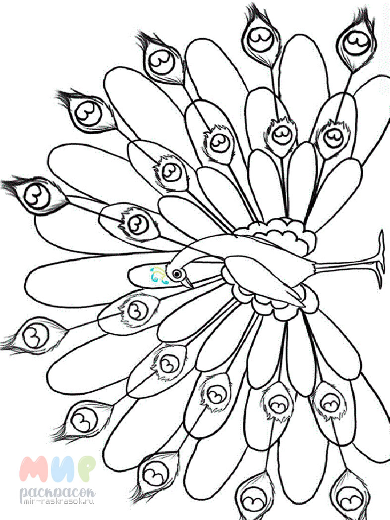 Раскраска Павлин Распечатать бесплатно | Peacock drawing, Peacock coloring pages, Coloring pages
