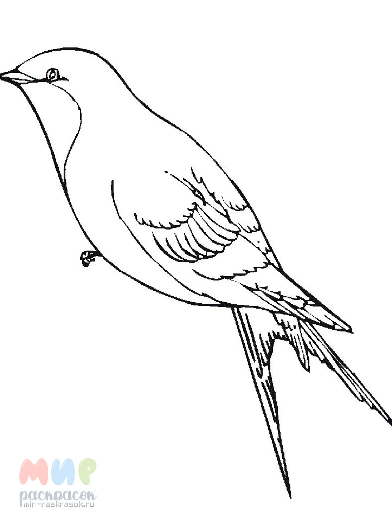 Раскраски для обучения с изображением птиц