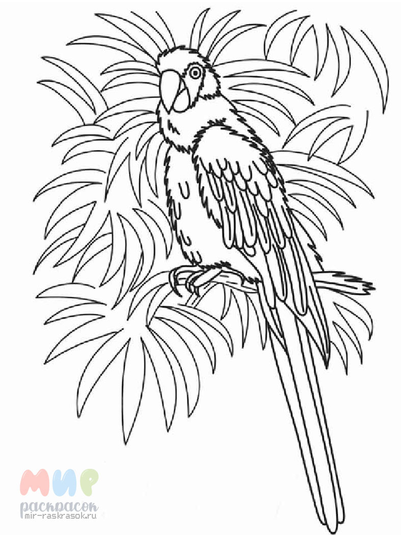 Рисунок попугая ара