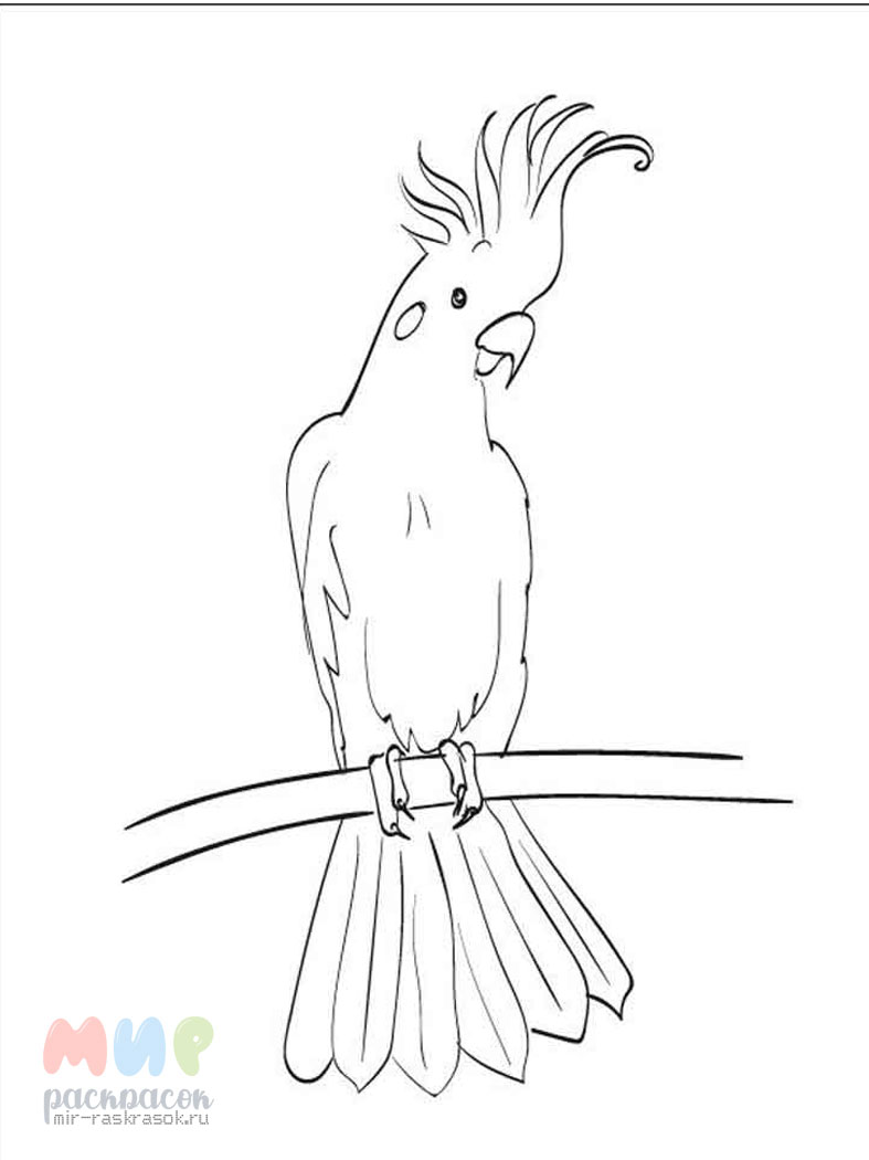 Попугай Какаду разукрашка