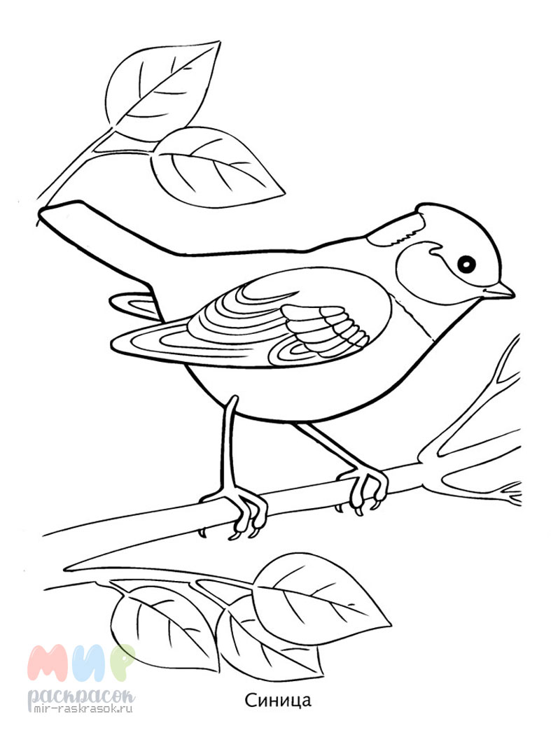 Раскраски птицы для 10 лет (53 фото) » рисунки для срисовки на демонтаж-самара.рф