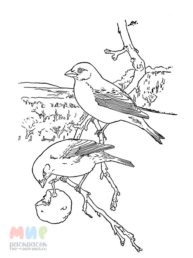 Рисунки зимующих птиц для раскрашивания
