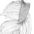 Картинка раскраски 5 - Раскраска Рыба Петушок.