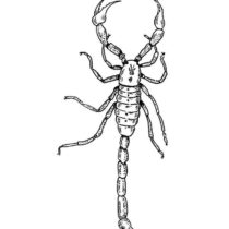 mir-raskrasok-scorpionchik-13