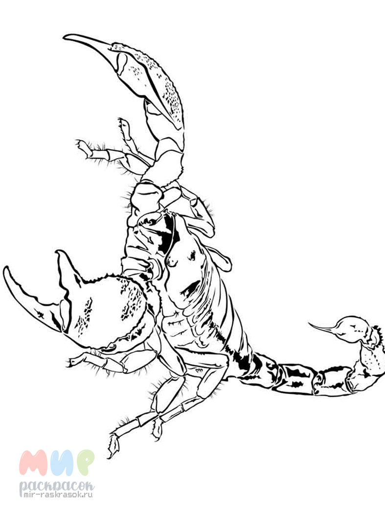 Скорпион Раскраска насекомые скорпион