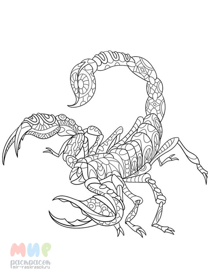 Раскраска. Раскраска насекомые скорпион скорпион