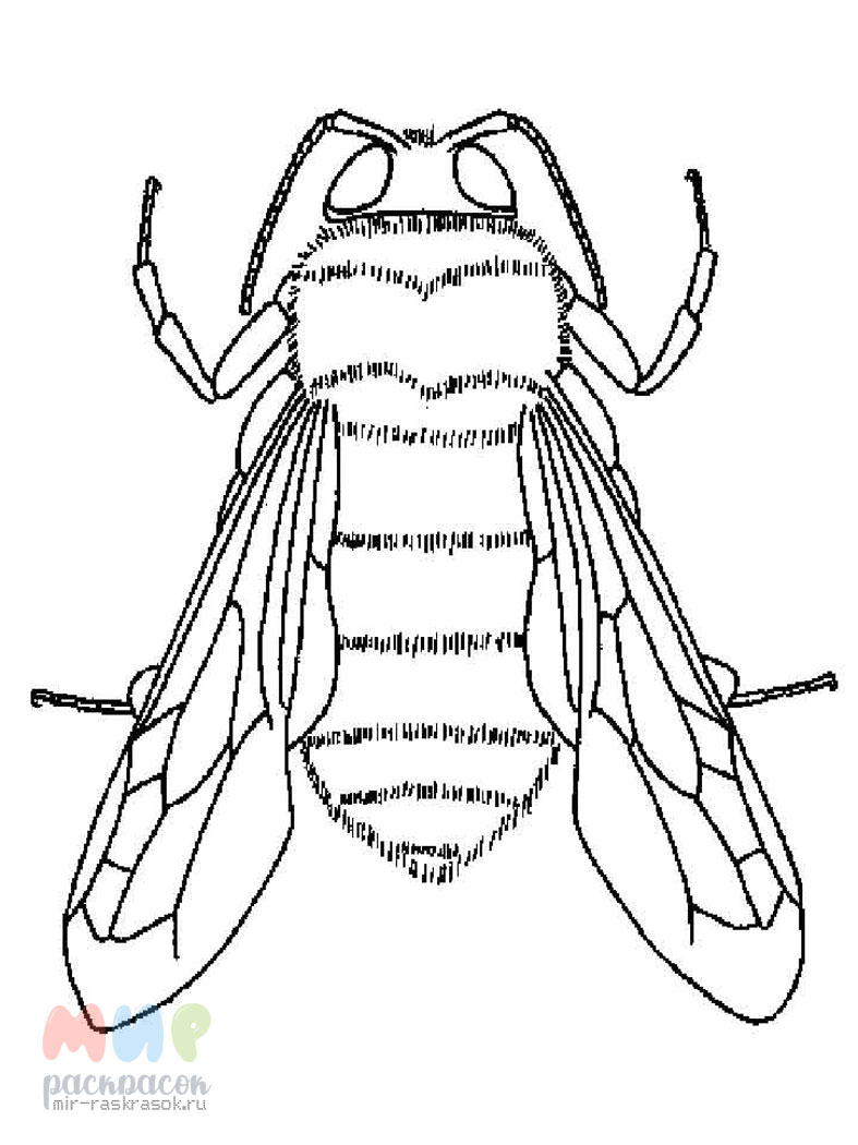 Раскраски Шмель скачать и распечатать бесплатно