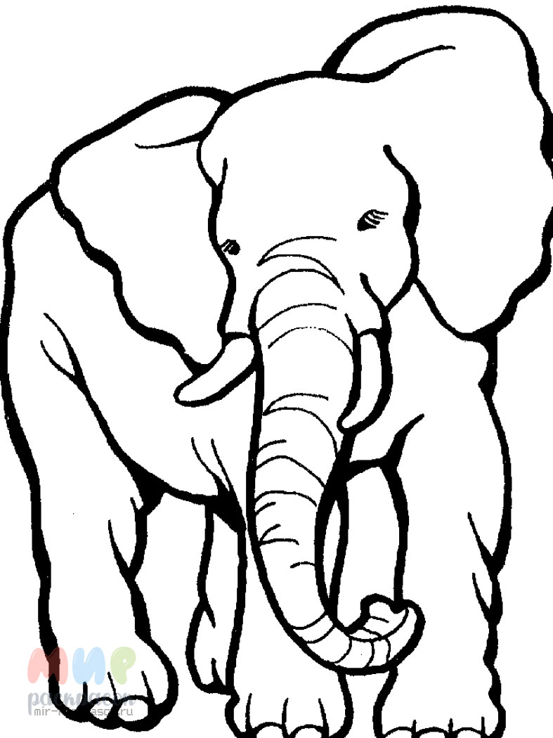 Раскраска Слониха и слоненок