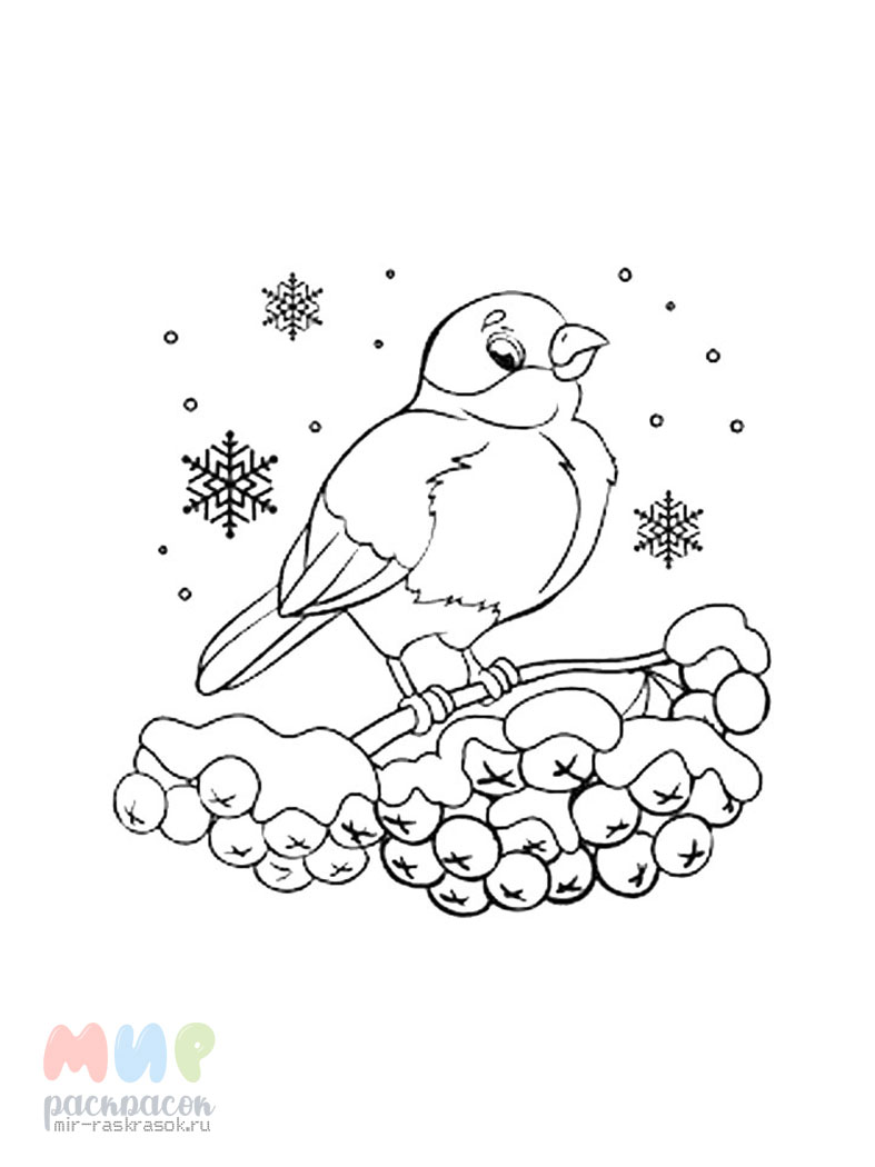 «Снегирь фото птицы» скачать раскраски