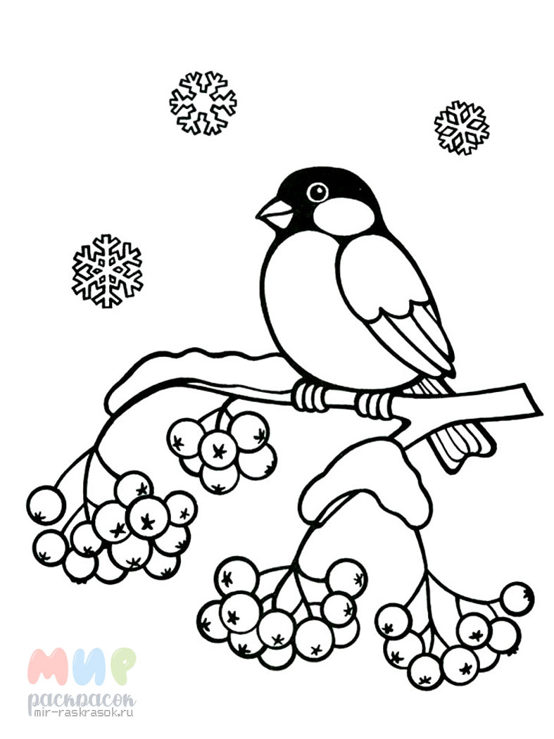 Картинки раскраски снегири на ветке рябины зимой (51 фото)