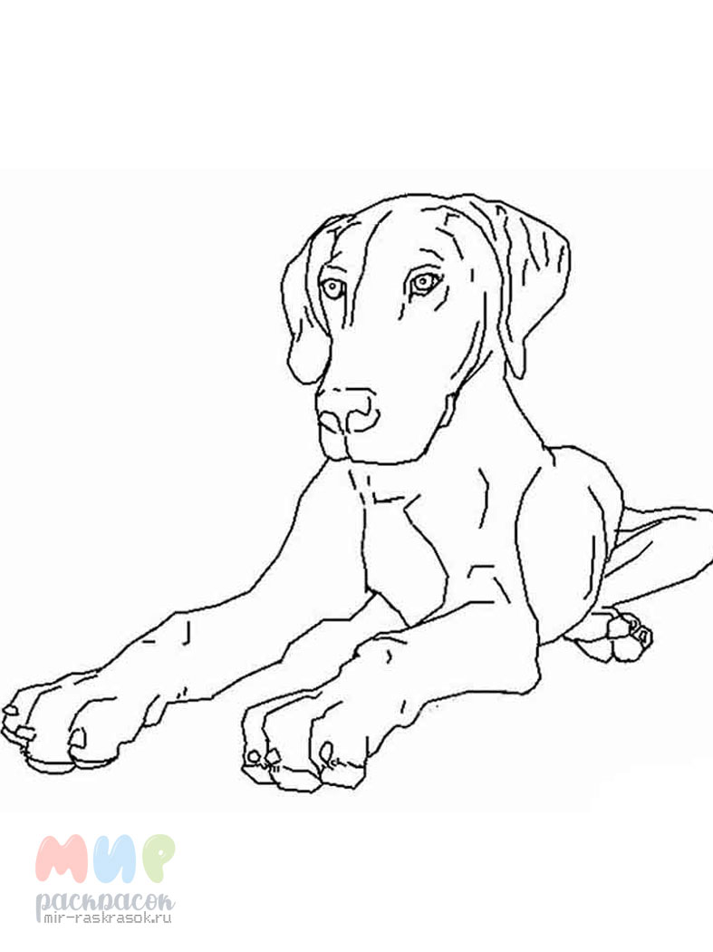 Раскраска Dogs. Творческая раскраска симпатичных собачек - купить с доставкой на дом в СберМаркет