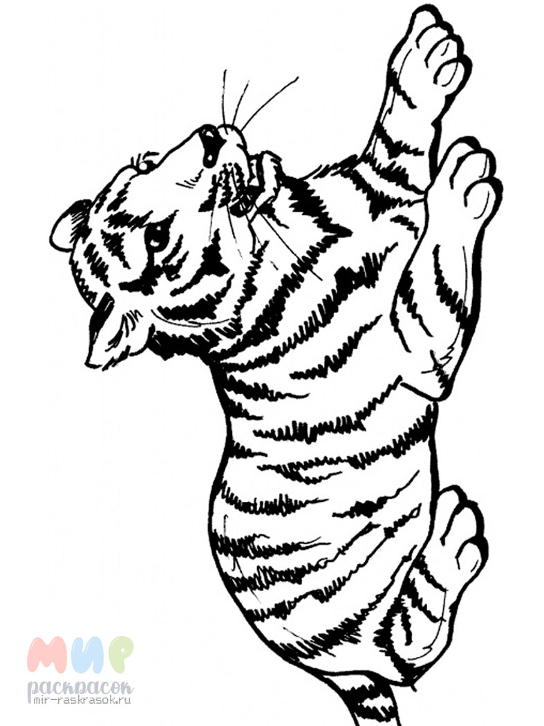 Раскраски онлайн Тигры