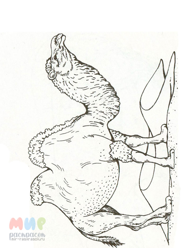 Изображения по запросу Раскраска верблюд
