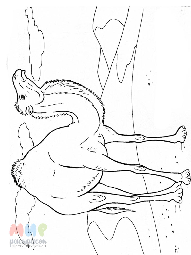 Как Нарисовать Верблюжью Колючку