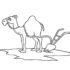 Картинка раскраски 7 - Раскраска Верблюд два горба тут.