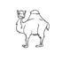 Картинка раскраски 10 - Раскраска Верблюд два горба тут.