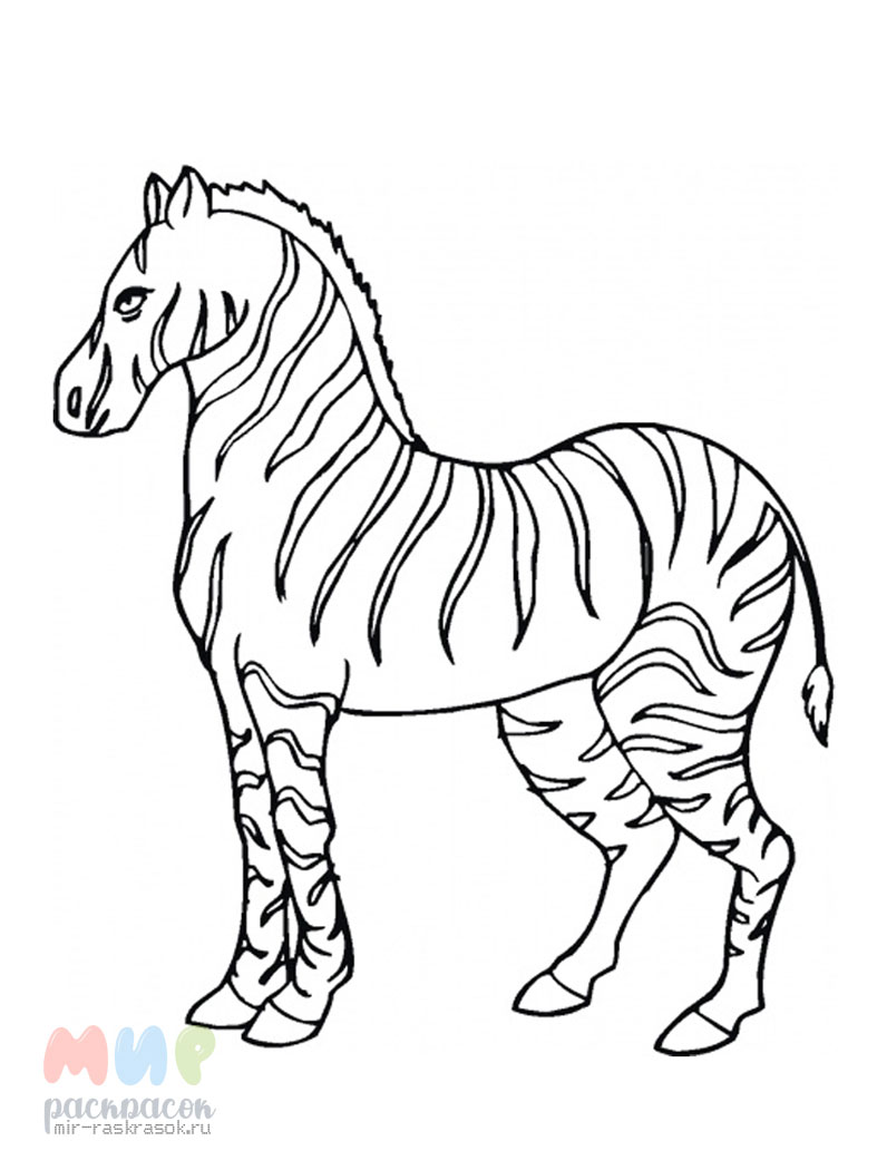 Рисунок зебра раскраска - 67 фото