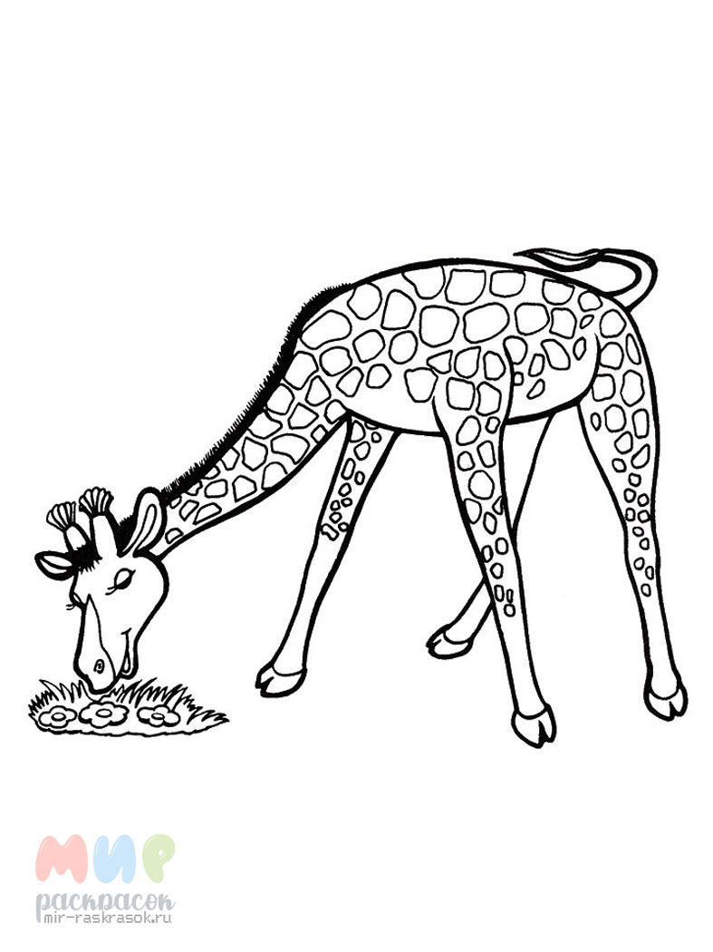 Раскраска Жираф Распечатать бесплатно | Раскраски с животными, Раскраски, Раскраска для детей