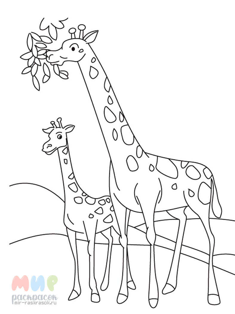 Раскраска и аппликация «Жирафы»