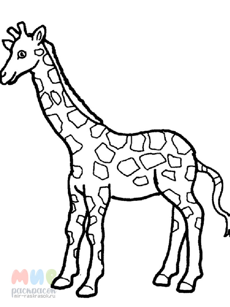 Жираф раскраска 57 фото