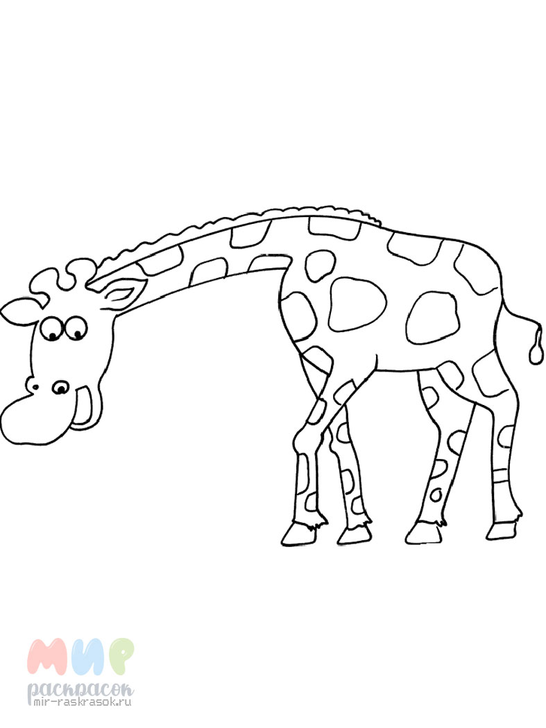 На рисунке изображен жираф. Жираф. Раскраска. Жираф раскраска для детей. Жирафик раскраска для детей. Раскраска Жираф для детей 3-4 лет.