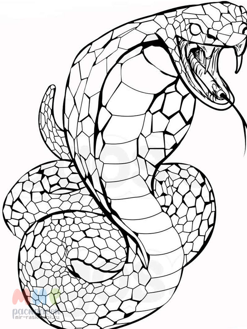 Картинки змей для срисовки карандашом