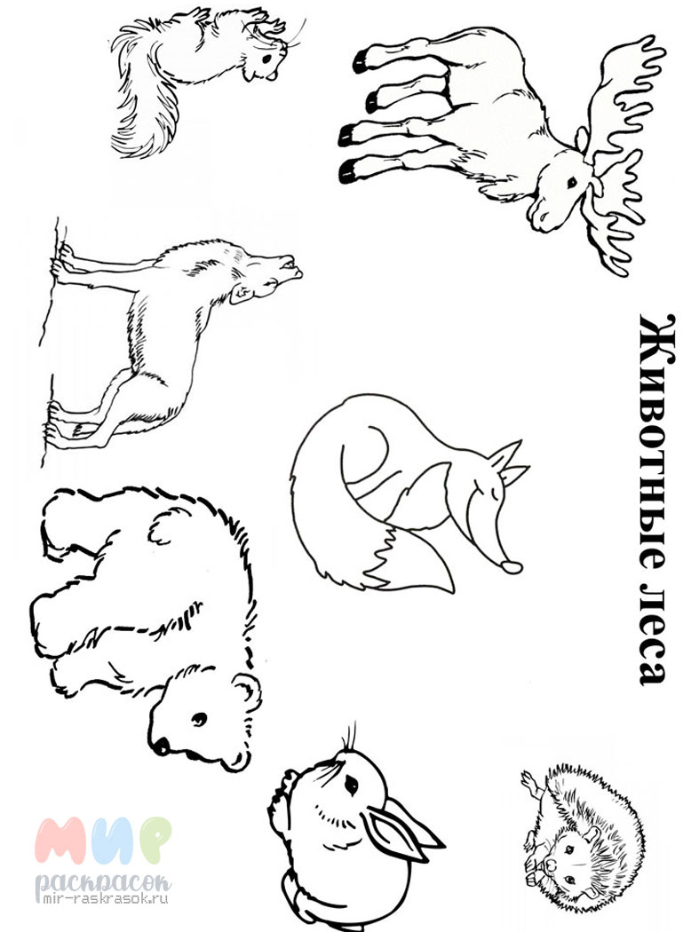 ЮВЕНТА - Книжка - раскраска для игры в ванне «Животные леса» по методике Гленна Домана